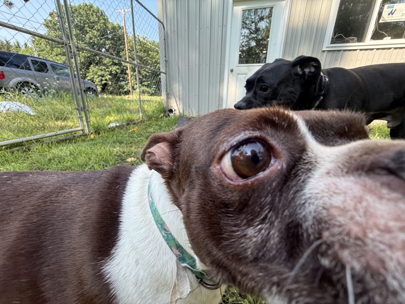 Everything Paws-tween Resort & Spa