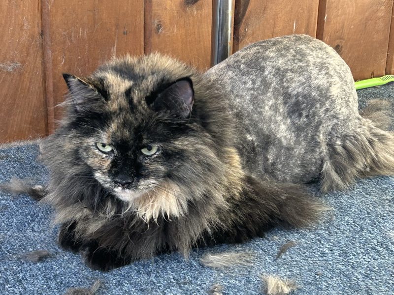 Everything Paws-tween Resort & Spa