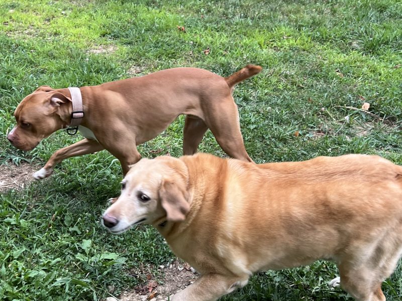 Everything Paws-tween Resort & Spa