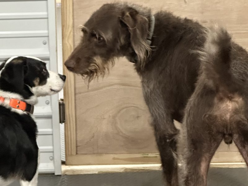 Everything Paws-tween Resort & Spa